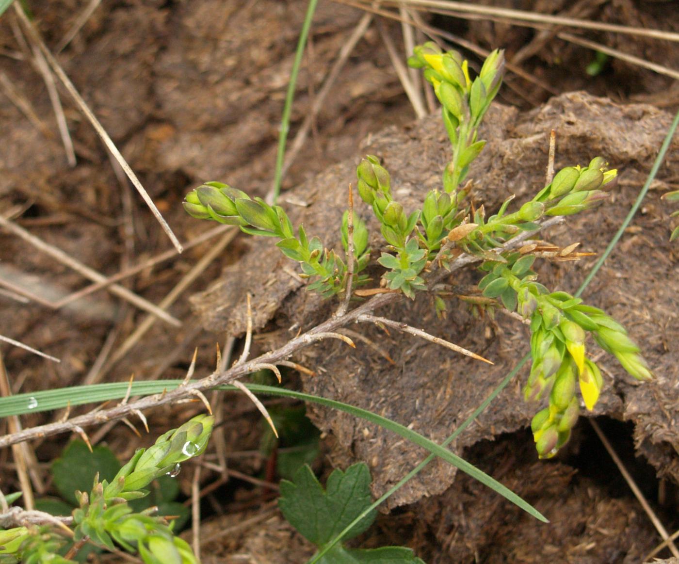 Greenweed, English leaf